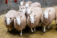 NCC Ewe Lambs from Humbleheugh